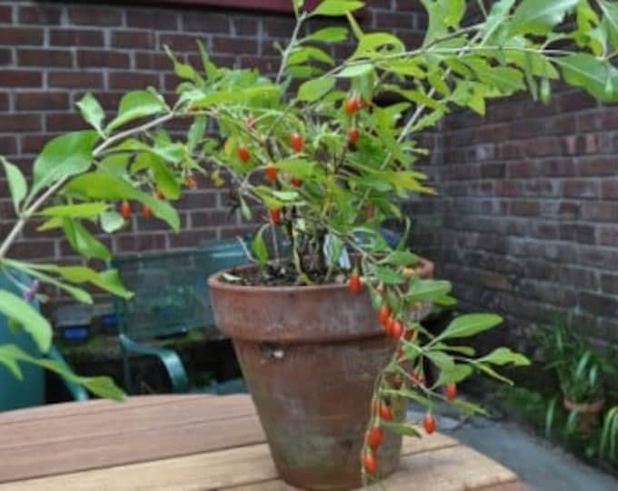 Goji berries (Lycium fruits) - 1 feet tall - Ship in 6" pot
