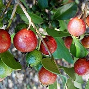 May include: A close-up of a branch of a tree with red and green fruit. The fruit is round and has a smooth skin. The leaves are green and have a glossy finish.