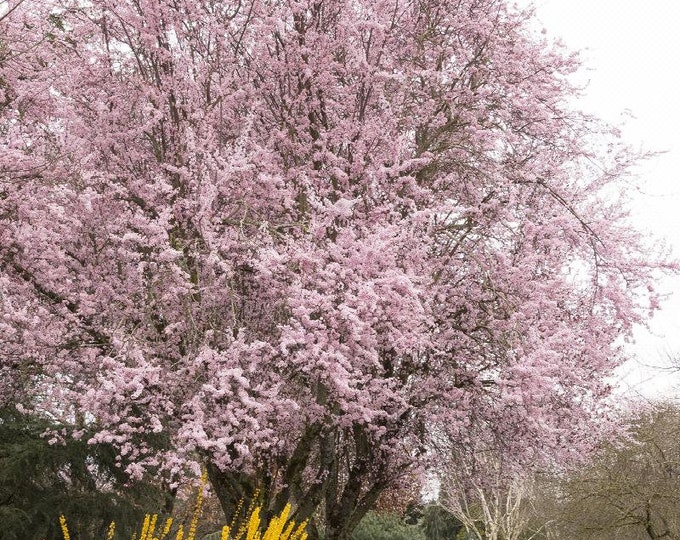 Prunus cerasifera 'Thundercloud'- 2 to 3 Feet Tall - Grafted Tree - Ship in pot