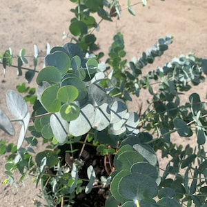 May include: A potted silver dollar eucalyptus plant with round, silvery-green leaves. The plant is in a brown pot with a dark brown soil.