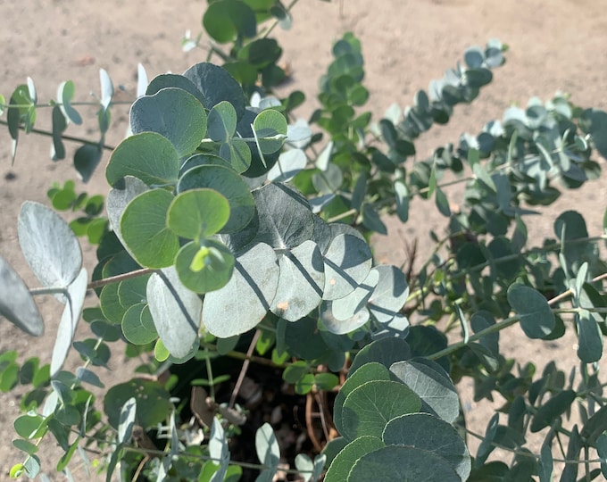 Eucalyptus Cinerea (Silver Dollar)- 4" to 6"  Tall - Ship in 6" Pot