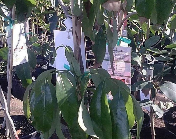Mauritius lychee - 2 feet tall - airlayered tree - ship in 3gal pot