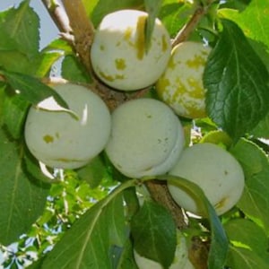 Prune « jauge verte » - 2 pieds de haut dans un pot de 3 gal
