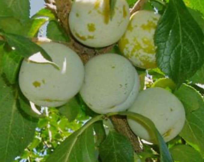 Plum ‘green gage’ - 2 Feet Tall ship in  3gal pot