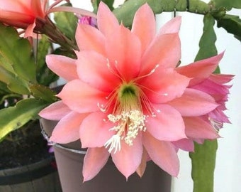 Pink Queen of the Night (Epiphyllum) - Pink Flowers - Ship in  6”pot