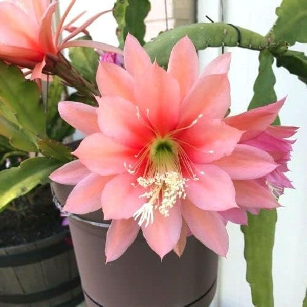 Pink Queen of the Night (Epiphyllum) - Pink Flowers - Ship in  6”pot