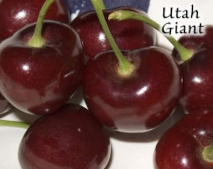 Cherry 'Utah Giant'  -  3 to 4  feet tall - grafted tree - bigger trunk - ship in 3gal pot