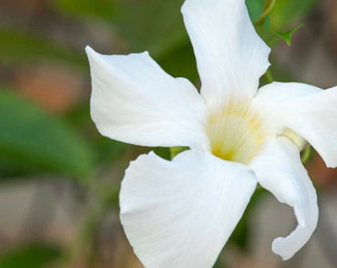 Mandevilla laxa- live plant 2ft tall in 6” pot