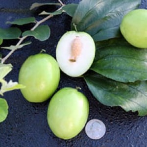 Puede incluir: Cuatro jujubes verdes, uno cortado por la mitad, en una rama con hojas verdes.