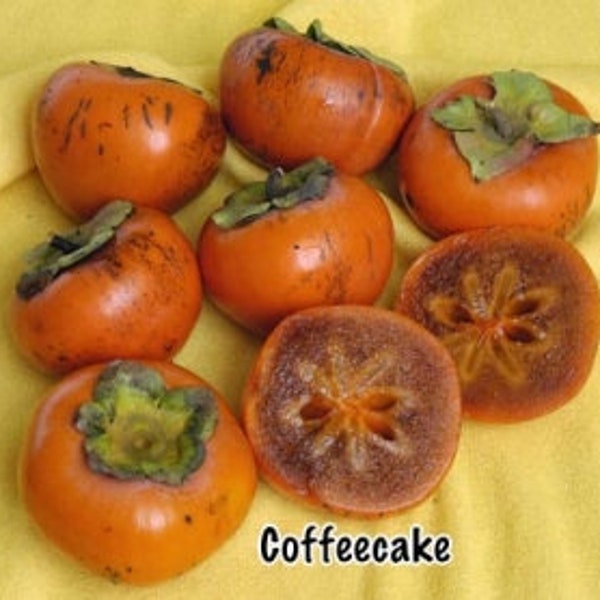 Coffeecake Persimmon Tree- 3 to 4 Feet Tall - Grafted Tree - Ship in 3Gal pot