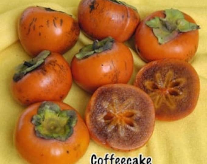 Coffeecake Persimmon Tree- 3 to 4 Feet Tall - Grafted Tree - Ship in 3Gal pot