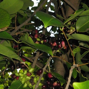 Duhat fruit trái trâm -  3 to 4 feet tall ship in 3 gal pot