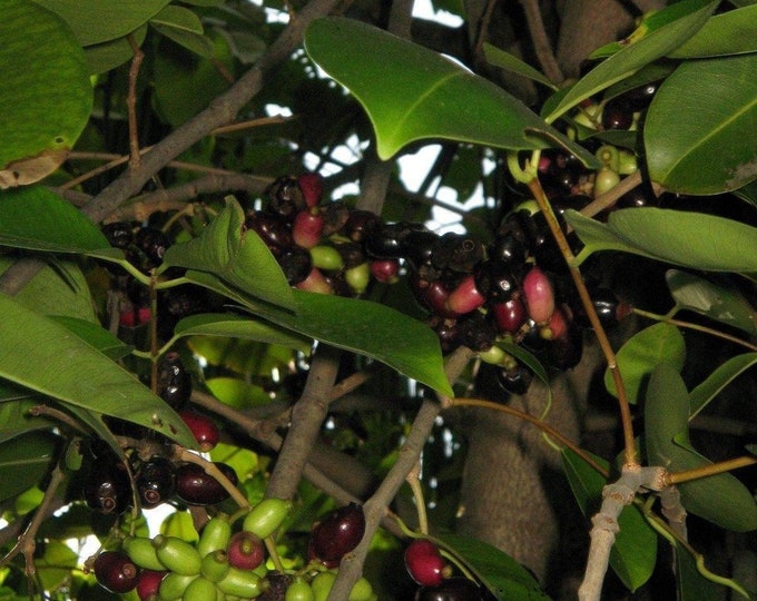 Duhat fruit trái trâm -  3 to 4 feet tall ship in 3 gal pot