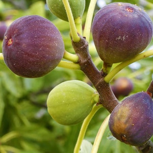 May include: Close-up of a branch with several ripe figs. The figs are a deep purple color with a slight green hue. Some of the figs are still green and unripe.