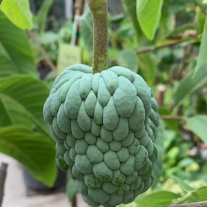 May include: A close-up of a green custard apple fruit, also known as a sugar apple, hanging from a branch. The fruit has a textured, segmented surface and is surrounded by green leaves. The stem is brown.