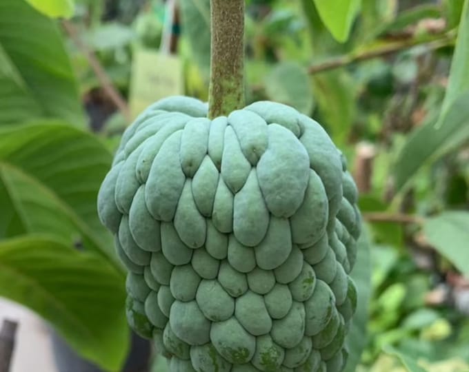 Na Hoàng Hậu Atemoya 1 Plant - 1 to 2 Feet Tall -  - Ship in 3gal pot