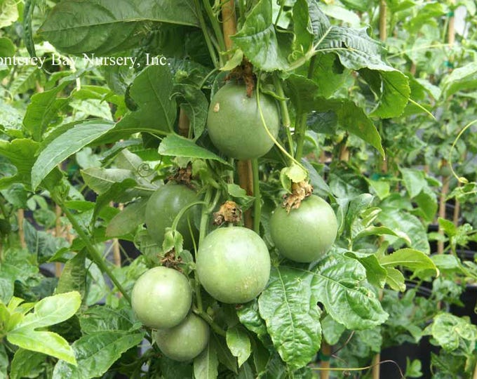 Passion Fruit 'Nancy Garrison' - 1 to 2 feet Tall - Ship in 6" Pot