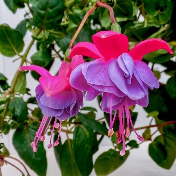 Fuchsia Winston Churchill 1 Live Plant Ship in 6