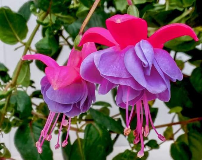 Fuchsia Winston Churchill 1 Live Plant Ship in 6" Pot