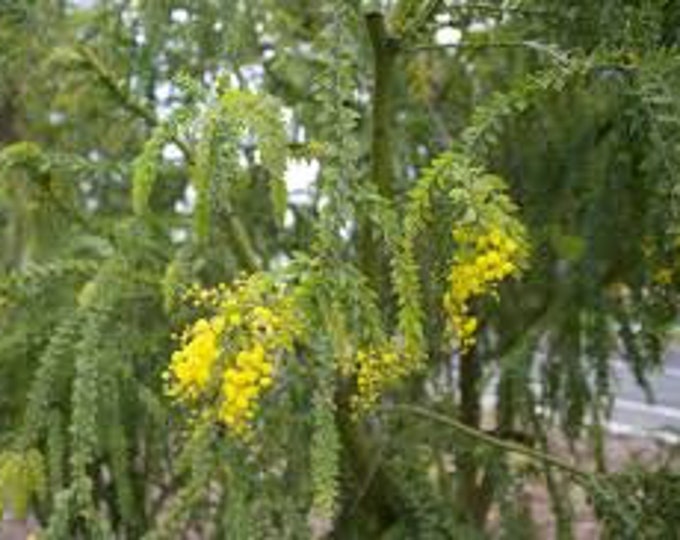 Acacia Pravissima 1 feet tall 6” pot