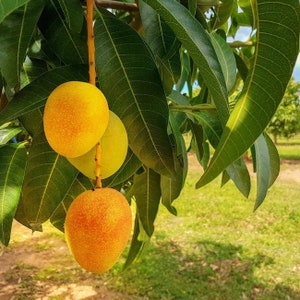 May include: Close-up of a mango tree branch with three ripe mangoes. The mangoes are a mix of yellow and orange, with a textured skin. The leaves are a deep green, and the background is a blurred green field.