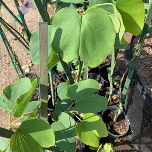 Bauhinia Purpurea 1 Live Plant 1 gallon pot