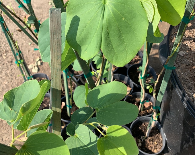 Bauhinia Purpurea 1 Live Plant 1 gallon pot