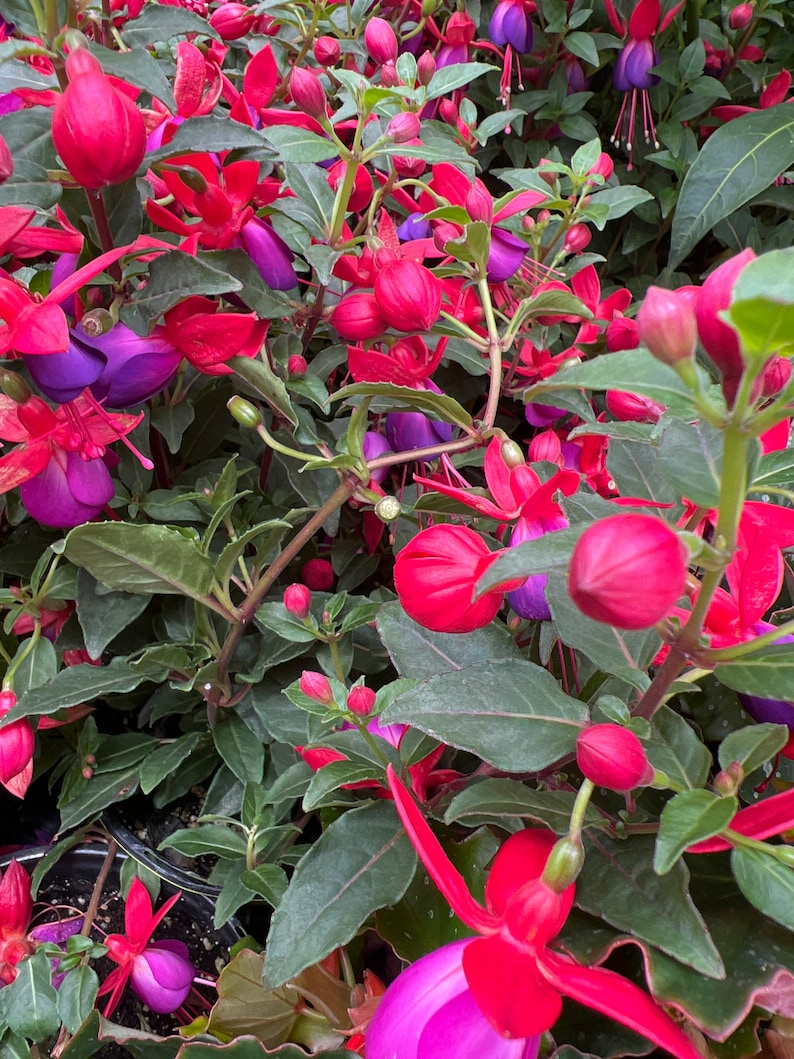 Fuchsia Jollies Nantes ship in 4 pot image 2