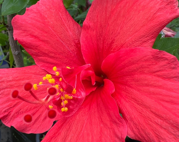 Hibiscus Red 1-2’ tall live plant  Ship in 6" Pot