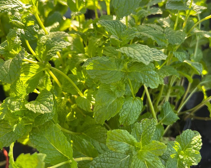 Mentha Spicata (flavor magic spearmint)-1 gal pot 1 ft