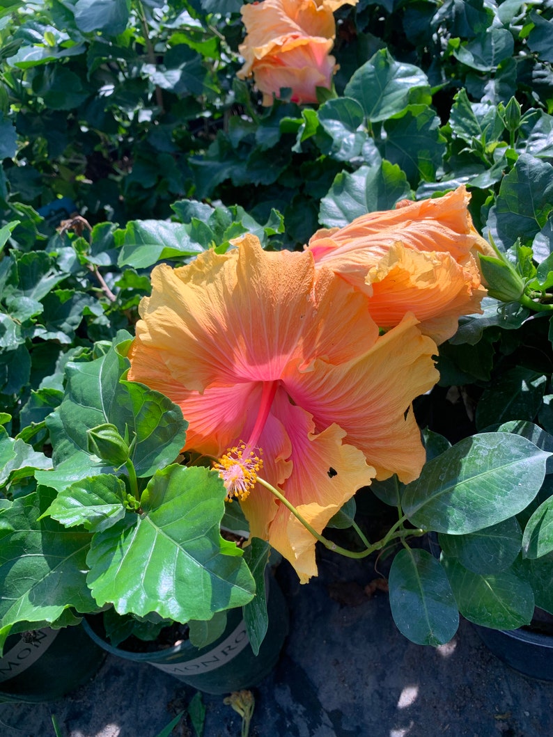 PlantNation111 Hibiscus The Path