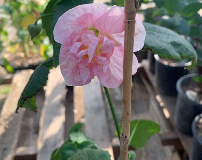 Abutilon ‘Victorian Lady’  Ship in 6" Pot