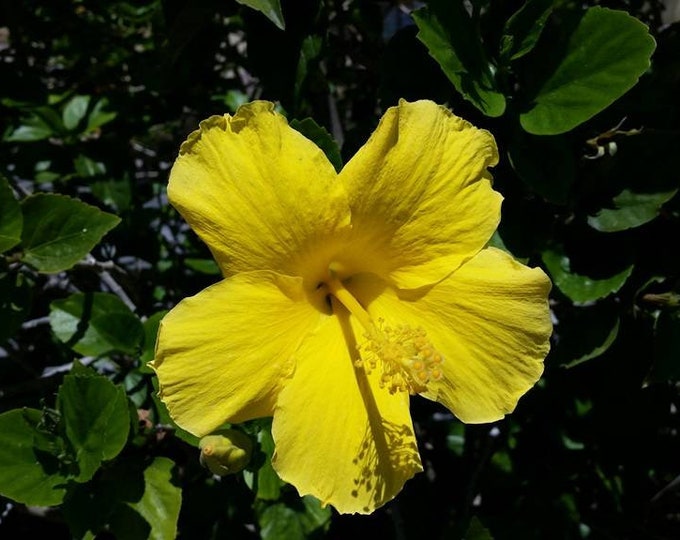 Hibiscus Yellow 1’ tall live plant  Ship in 6" Pot