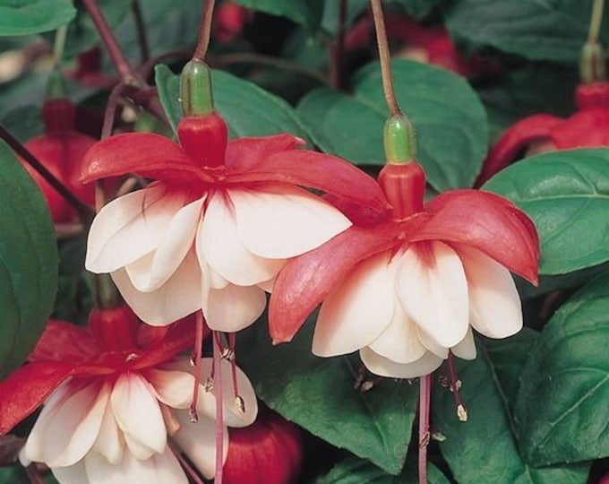 Fuchsia Trailing Sir Matt- 1gal pot