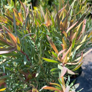 Leucadendron Salignum Strawberry Blonde- live plant 1ft tall ship in 6” pot
