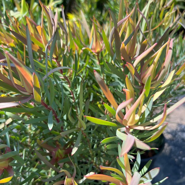 Leucadendron Salignum Strawberry Blonde- live plant 1ft tall ship in 6” pot