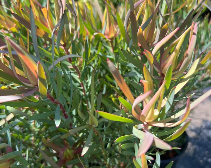Leucadendron Salignum Strawberry Blonde- live plant 1ft tall ship in 6” pot