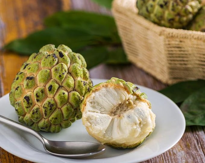 Sugar Apple -  1 Plant - 2  Feet Tall - Ship in 3Gal Pot
