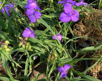 Tradescantia Virginia Purple Spiderwort 1 Feet tall in 6" Pot