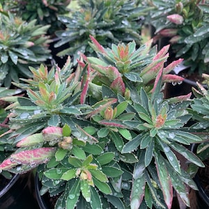 May include: A close-up of a potted plant with green leaves and red edges. The leaves are covered in water droplets.