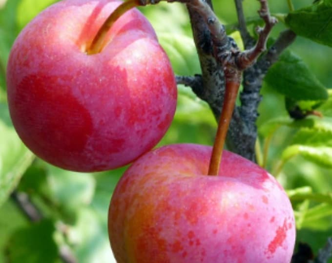 Beauty plum - 3-4 Feet Tall - Ship in 3 gal pot