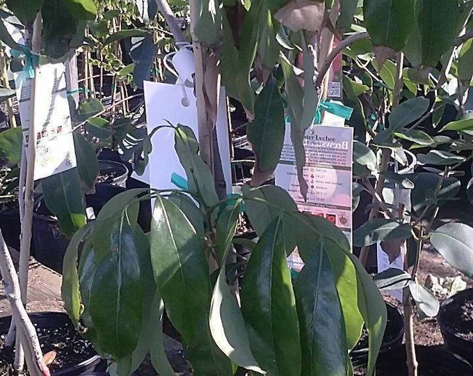 Brewster lychee - 2 feet tall - airlayered tree - ship 3 gal pot