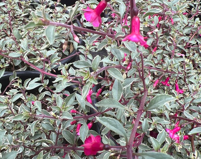 Fuchsia Thymifolia ‘Varigate’-  1 Live Plant ship in 6” pot