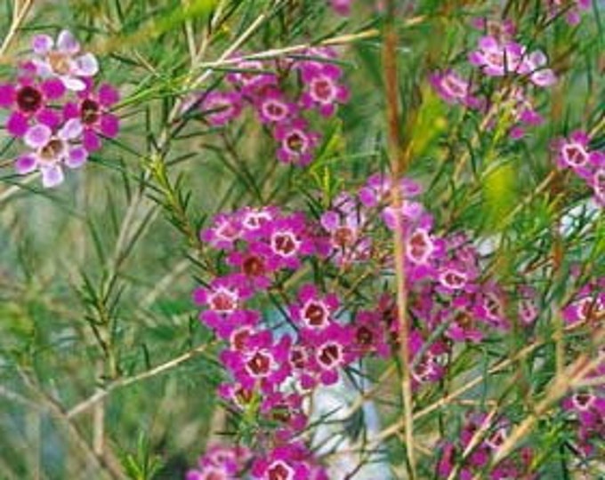 Chamelaucium Waxflower ‘Purple Pride’ 1-2 feet tall 6” pot