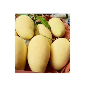 Xoài cát hòa lộc  -  bigger trunk  - 2 to 3 feet tall -  ship in 3 gal pot - vietnamese cat hoa loc mango grafted tree