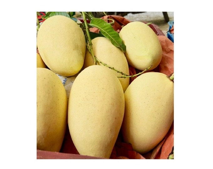 Xoài cát hòa lộc  -  bigger trunk  - 2 to 3 feet tall -  ship in 3 gal pot - vietnamese cat hoa loc mango grafted tree