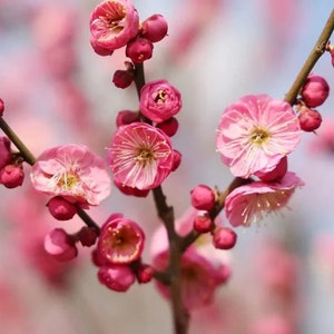 梅花 - Etsy