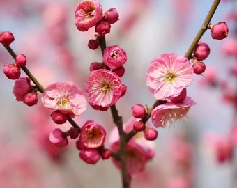 Prunus mume ‘Mokel’ - 2 to 3  Feet Tall - Ship in pot