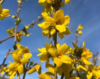 Magical Gold Forsythia-  2 feet tall - ship in 3gal pot