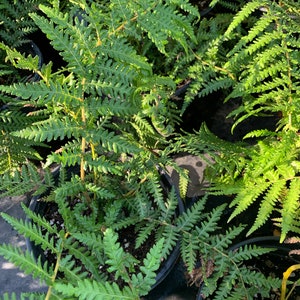 Dicksonia Fern-1 gallon